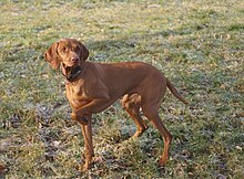 Vizsla Dorl.JPG