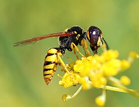 Пчелиный волк (Philanthus triangulum)