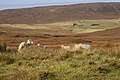 Eins og aðrastaðni í Hetlandi og Norður Skotlandi, hevur Yell upplivað avfólking og minkandi fólkatal; her sæst oman á avtoftaðu bygdina Bouster.