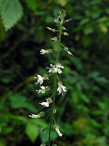 Circaea lutetiana01.jpg