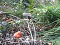 (Coprinus fimetarius)