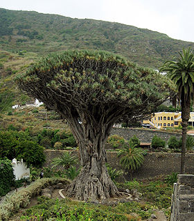 Drageblodstræ (Dracaena draco).