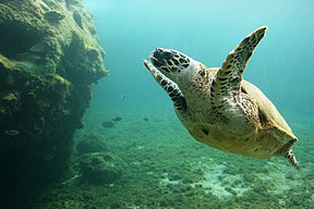 Echte Karettschildkröte (Eretmochelys imbricata)