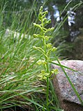 Miniatura para Platanthera algeriensis