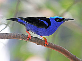 Blauwe suikervogel