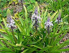 Scilla hyacinthoides 2.jpg