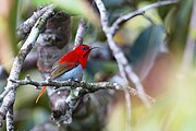 sunbird with brownish wings, greyish-white underparts, bright red throat and upper back, and black stripes on head