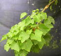 Propagação de Jatropha curcas por mergulhia (no terreno e subaérea).