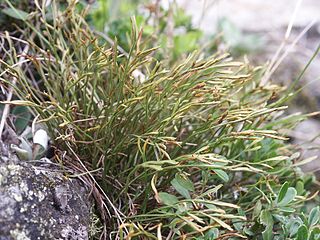 Asplenium septentrionale