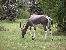 Aina ya Mnyama anayepatikana katika Hifadhi ya Taifa ya Bontebok