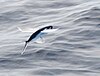 Atlantic flyingfish