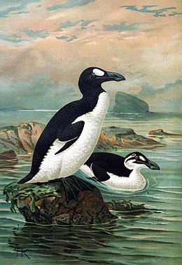 Didžioji alka (Pinguinus impennis)