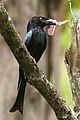 Spangled drongo