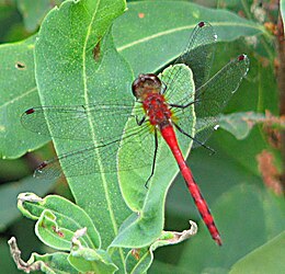 White-faced Meadowhawk, Temagami.jpg