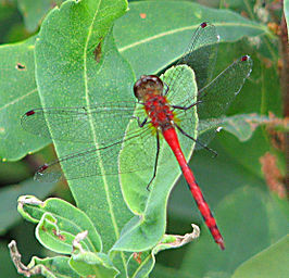 Sympetrum obtrusum