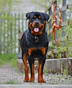 Un rottweiler