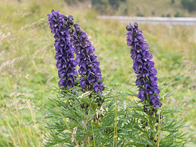 Ægte stormhat (Aconitum napellus) Foto: Rüdiger Kratz