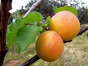 Fruktoj de la abrikotarbo