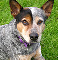 Australian Cattle Dog