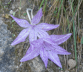 Colchicum variegatum