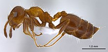 Crematogaster subdentata.jpg