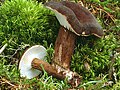 Mohrenkopf-Milchling (Lactarius lignyotus)