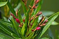 Closed buds of an oleander shrub near Yalta, Ukraine