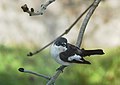 Trauerschnäpper (Ficedula hypoleuca) auf Esche