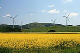 横浜町の菜の花畑