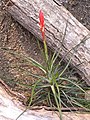 Tillandsia