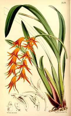 Ada aurantiaca