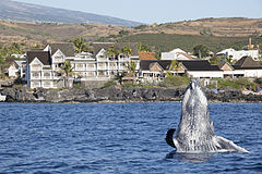 Een bultrug voor de kust van Saint-Denis, Réunion