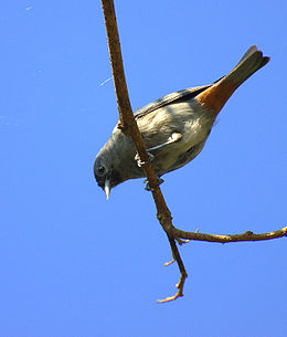 Conirostrum speciosum.jpg