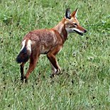 Ethiopische wolf