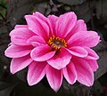 Dahlia "Fascination" (Peony)