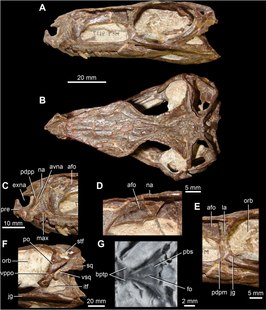 Gracilisuchus