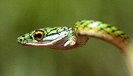 Leptophis ahaetulla