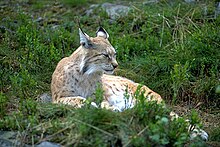 Photographie d'un lynx couché et somnolant