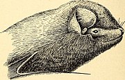 Drawing of bat