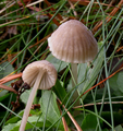 Mycena capillaripes