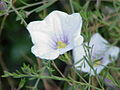 Nierembergia frutescens թփոտ գավաթի ծաղիկ