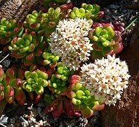 Sedum lucidum