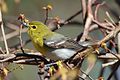 slika 2. Vireo flavifrons, Rondeau Provincial Park, Ontario, Kanada.