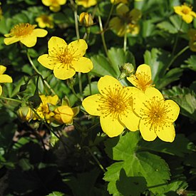 Вальдштейния тройчатая (Waldsteinia ternata)