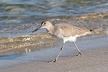 A willet walking across a sandy shoreline