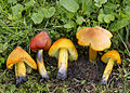 Kegeliger Saftling (Hygrocybe conica)