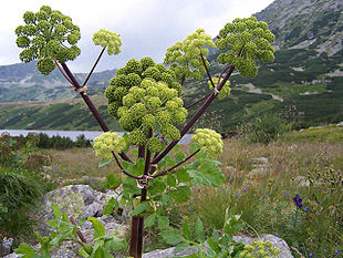 Fjeldkvan (Angelica archangelica ssp. archangelica)