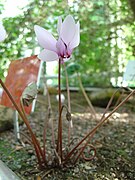 Fleur de Cyclamen hederifolium subsp. africanum.