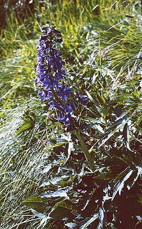 Flores da Delphinium elatum