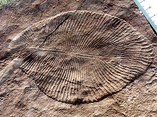 Dickinsonia costata from the Ediacaran biota (c. 635–542 mya) is one of the earliest animal species known.[95]